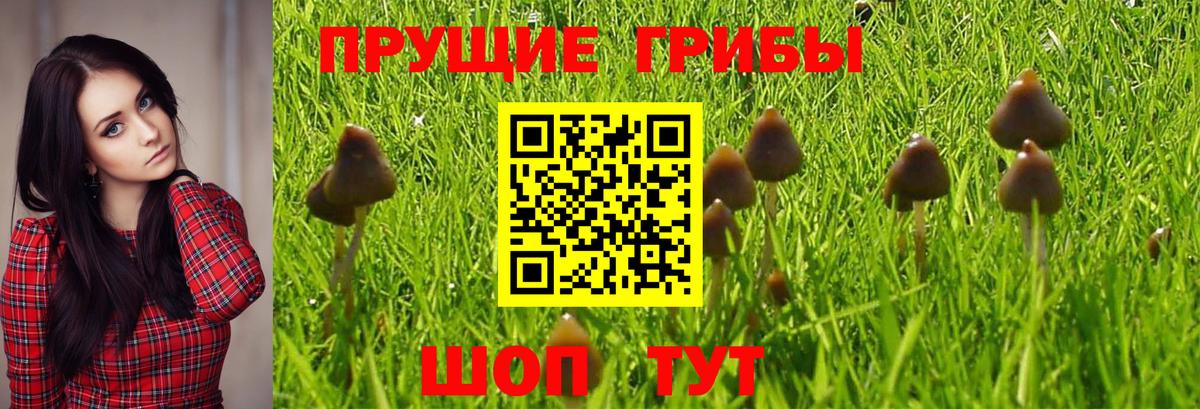 Кирово-Чепецк  Псилоцибиновые грибы мухоморы  Вход с VPN 